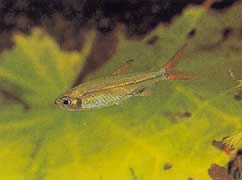 Ladigesia roloffi (Sierra-Léone kääpiötera)