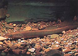 Lampetra fluviatilis (Flamial -lamppu)