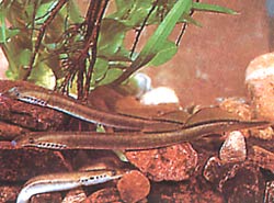 Lampetra planeri Höyrystys