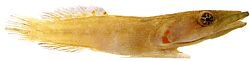 Lepadogaster candollei Sauva