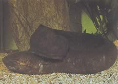 Lepidosiren paradoxa (Etelä -Amerikka Lepidosirène)