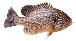 Lepomis gibbosus
