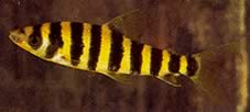 Leporinus affinis Green Leporinus