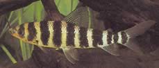 Leporinus fasciatus fasciatus Lepoorinus mustilla nauhoilla