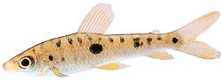 Leporinus frederici Lepoorinus frederici
