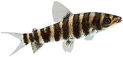 Leporinus octofasciatus (Lepoorinus punaisella evällä)