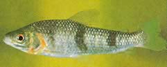 Leporinus wolfei Lepoorinus de susi