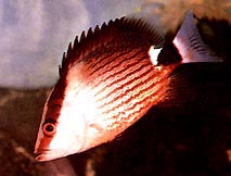 Lutjanus sanguineus Punaveren sato