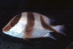 Lutjanus sebae Puna
