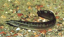 Macrognathus aculeatus