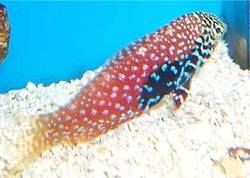 Macropharyngodon bipartitus (Vermosuloitu labre)