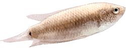 Macropodus cupanus (Ruskea-hännän kalastuskala)