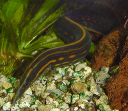 Mastacembelus erythrotaenia (Palo Pointe Anguille)