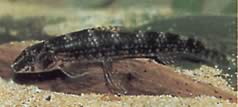 Melanocharacidium dispilomma (Melanocharacidium diplomma)