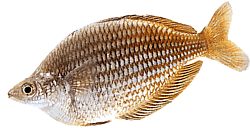 Melanotaenia fluviatilis (Australian sateenkaarikala)