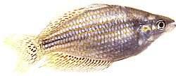 Melanotaenia splendida (Cap Yorkin sateenkaarikala)