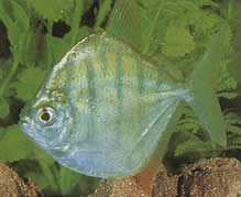 Metynnis hypsauchen fasciatus (Metonnnis Rayé)