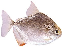 Metynnis hypsauchen (Métynnis isoilla päillä)