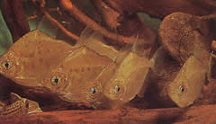 Metynnis lippincottianus (Koumanou, dollarikala)