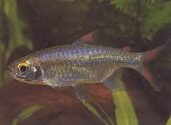 Micralestes sp. (Afrikkalainen tera punaisella evällä)
