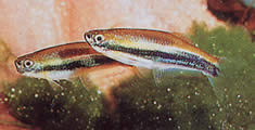Mimagoniates lateralis (Tetra-glande, jolla on estetyt puolet)