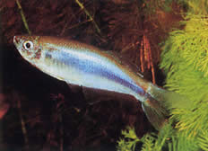 Mimagoniates microlepis (Pienet asteikot tetra-barberos)