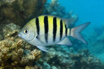 Abudefduf saxatilis Kersantti