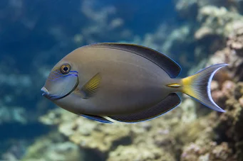 Acanthurus Fowleri Fowler -kirurgikala