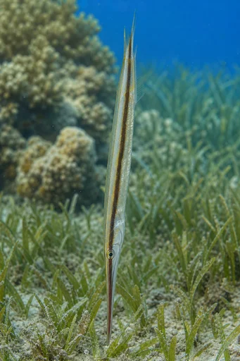 Aeoliscus strigatus Ravina