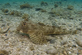 Agonus decagonus (Merifretti)