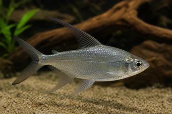Alestes longipinnis