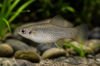Allotoca dugesi
