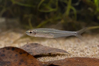 Ammocryptocharax minutus Merkkivalo