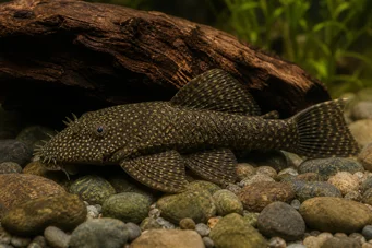 Ancistrus centrolepis (Centrolepis ancistrus)