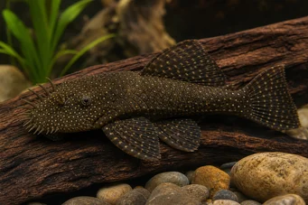 Ancistrus cirrhosus