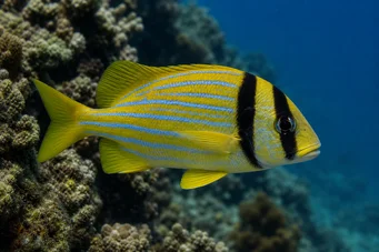 Anisotremus virginicus Sianliha