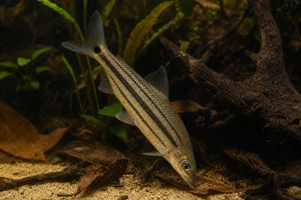 Anostomus anostomus (Raidallinen antome)