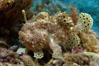 Antennarius maculatus kala-rapaud, kalastaja tai antennit