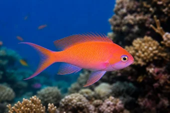 Anthias squamipinnis Punainen parturi