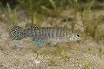 Aphanius dispar Aphanius katoaa