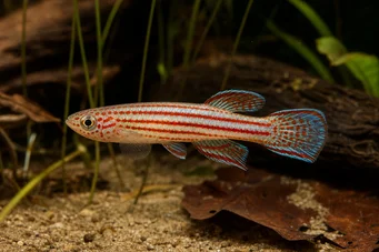 Aphyosemion striatum Raidallinen aphyo