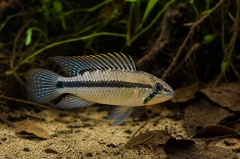 Apistogramma panduro