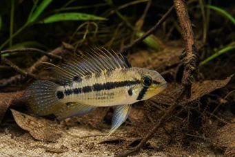 Apistogramma trifasciatum Kolmen linjan kääpiö Cichlid