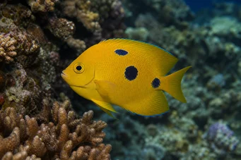 Apolemichthys trimaculatus Tritachery -kalat
