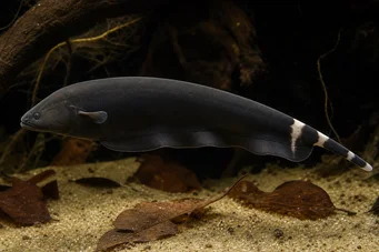 Apteronotus albifrons Amerikkalainen vallankaappauskala - kutsutaan myös mustaksi phaksi