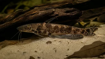 Auchenipterichthys thoracatus Auchenipterichthys tharacatus