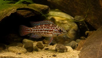 Badis assamensis (Kameleonikala)