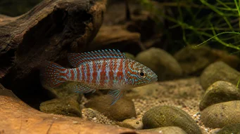 Badis badis Kameleonikala