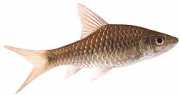 Barbus dorsalis Parrakas dorsalis