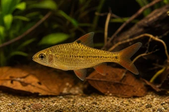 Barbus gelius (Parrakas)